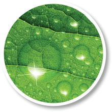 Close-up of green leaf with water droplets highlighting plant health and vitality