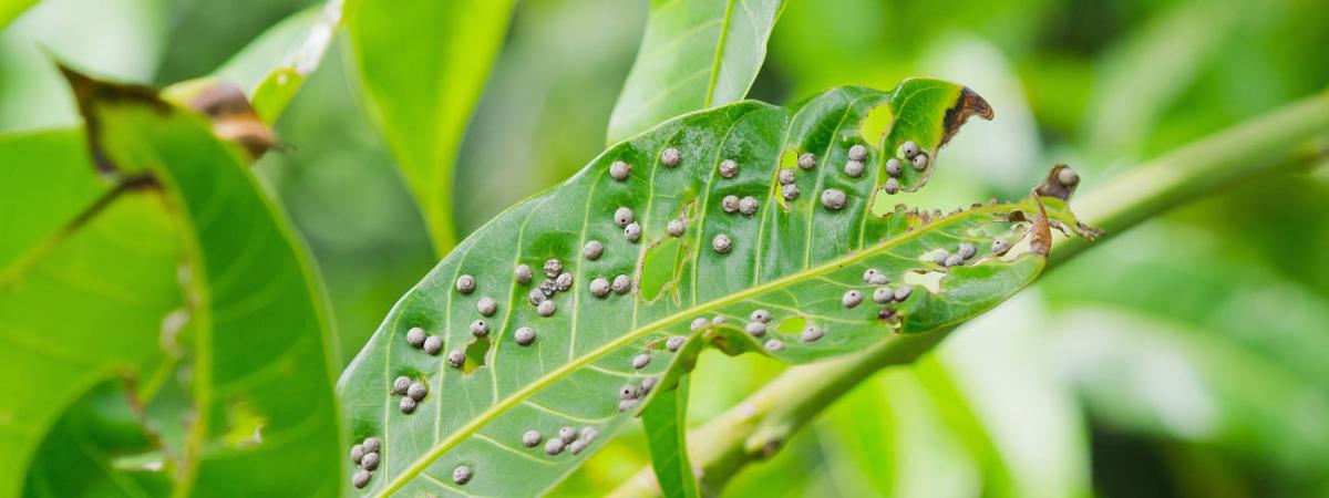 Crop Protection - Fungicides