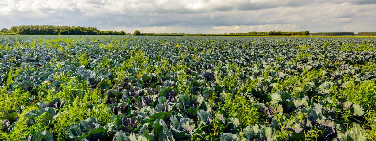 Crop Protection - Herbicides